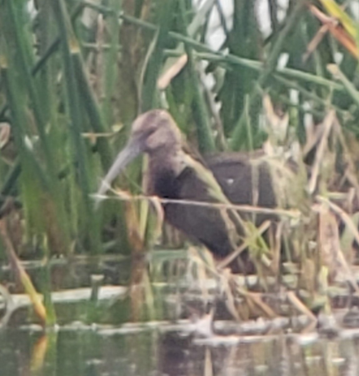 Glossy/White-faced Ibis - ML377342881