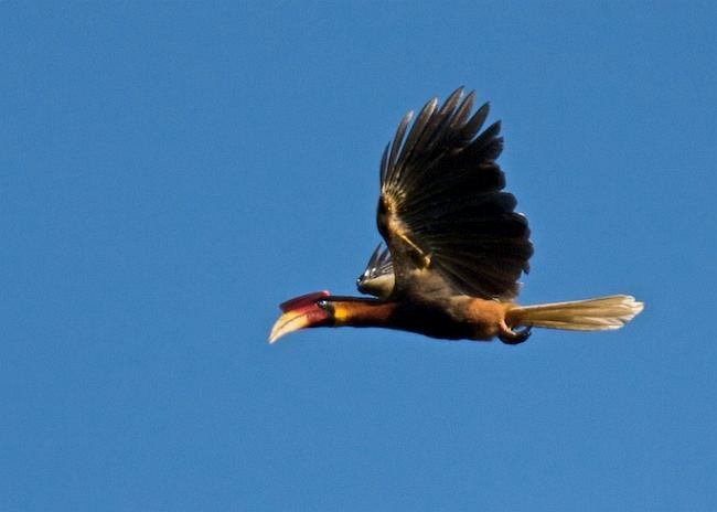 Rufous Hornbill (Southern) - ML377342941