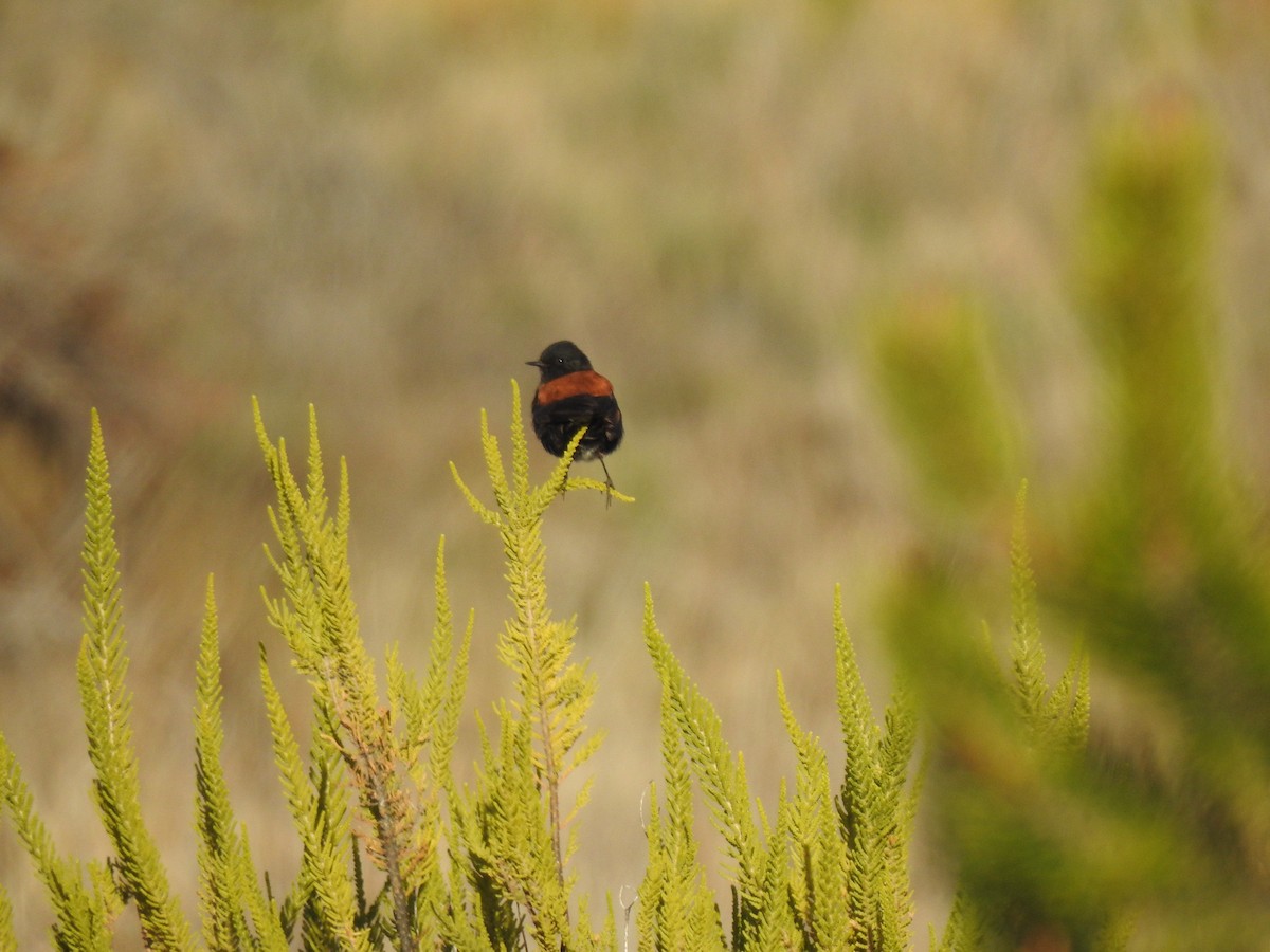 Patagoniensporntyrann - ML377344421