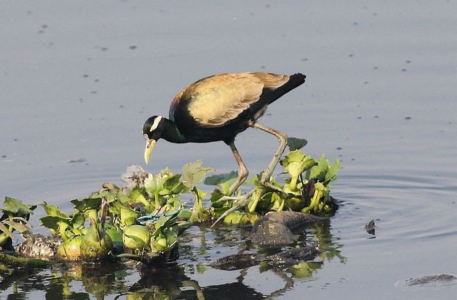 Bronze-winged Jacana - ML377345181