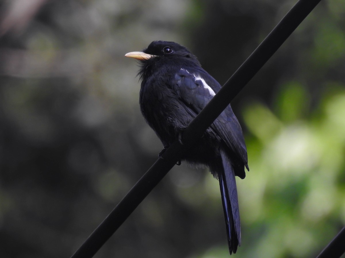 Yellow-billed Nunbird - ML377345611