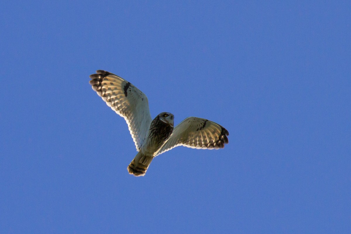 Short-eared Owl - ML37734621