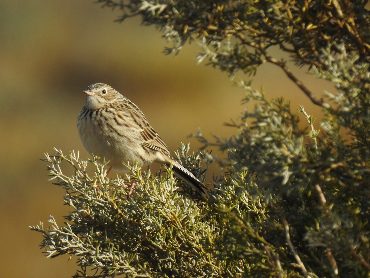 Hellmayr's Pipit - Dina Huapi