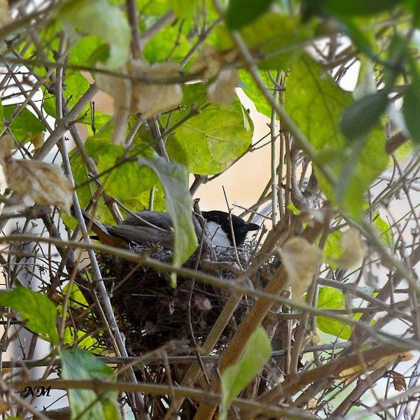 Bulbul à oreillons blancs - ML377346901