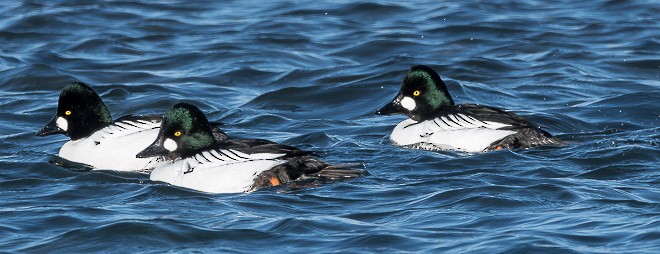 Common Goldeneye - ML377346961