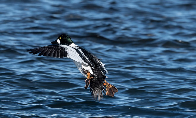 Common Goldeneye - ML377346991