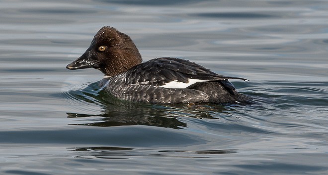 Common Goldeneye - ML377347081