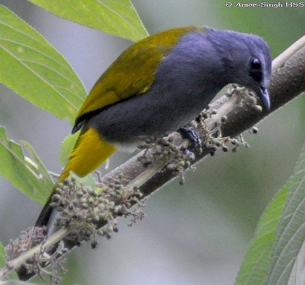 Gray-bellied Bulbul - ML377347491