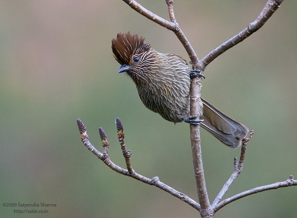 Striated Laughingthrush - ML377348591