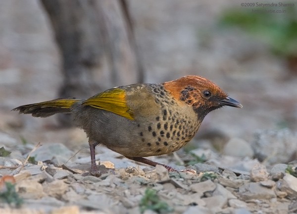 Chestnut-crowned Laughingthrush - ML377348611