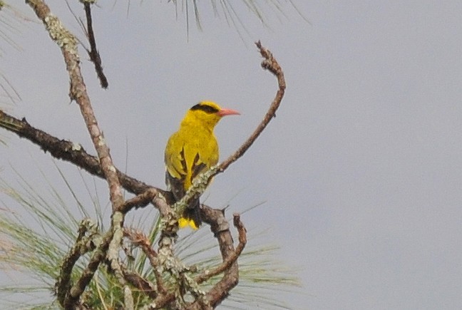 Slender-billed Oriole - ML377348981