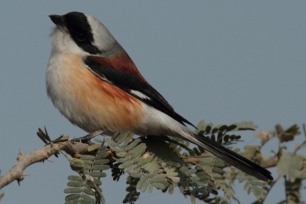 חנקן הודי - ML377349181