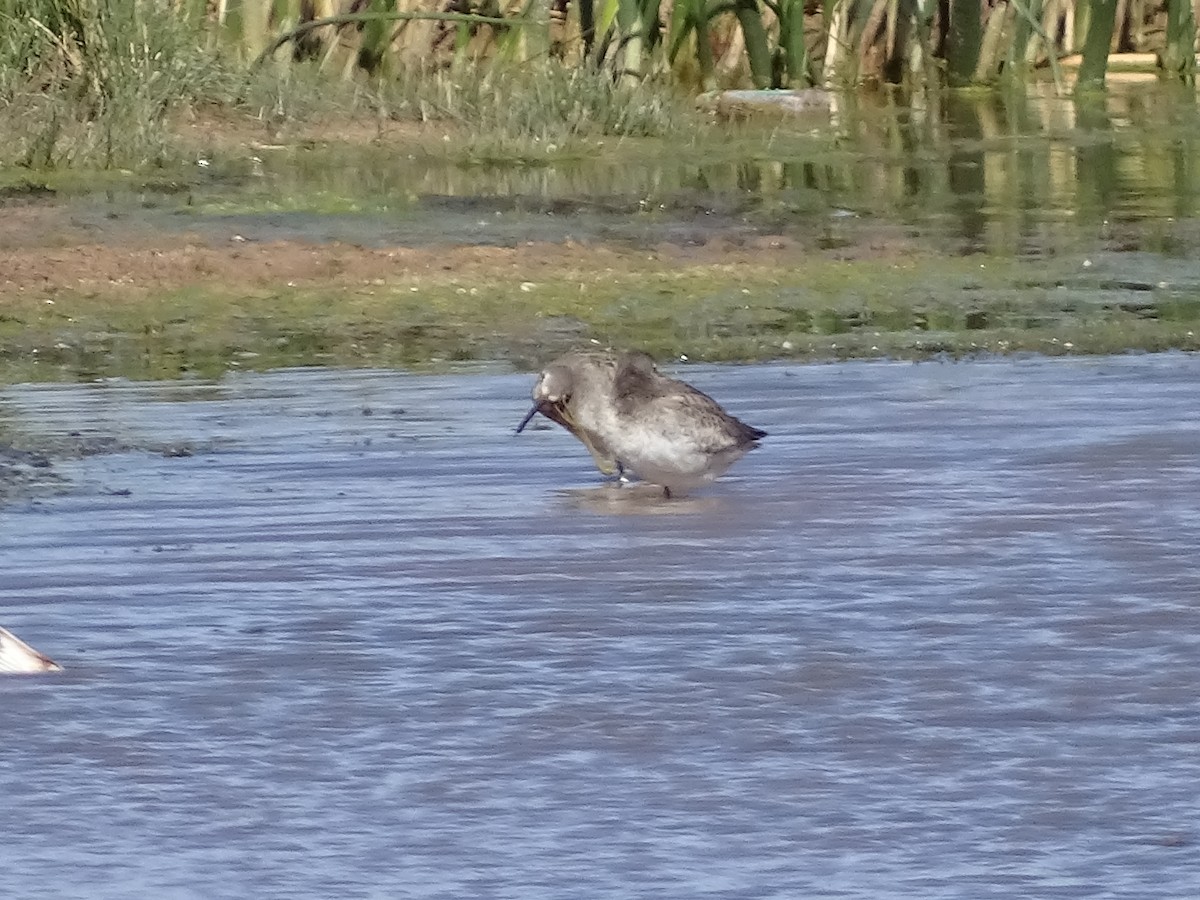 Long-billed Dowitcher - ML377350001