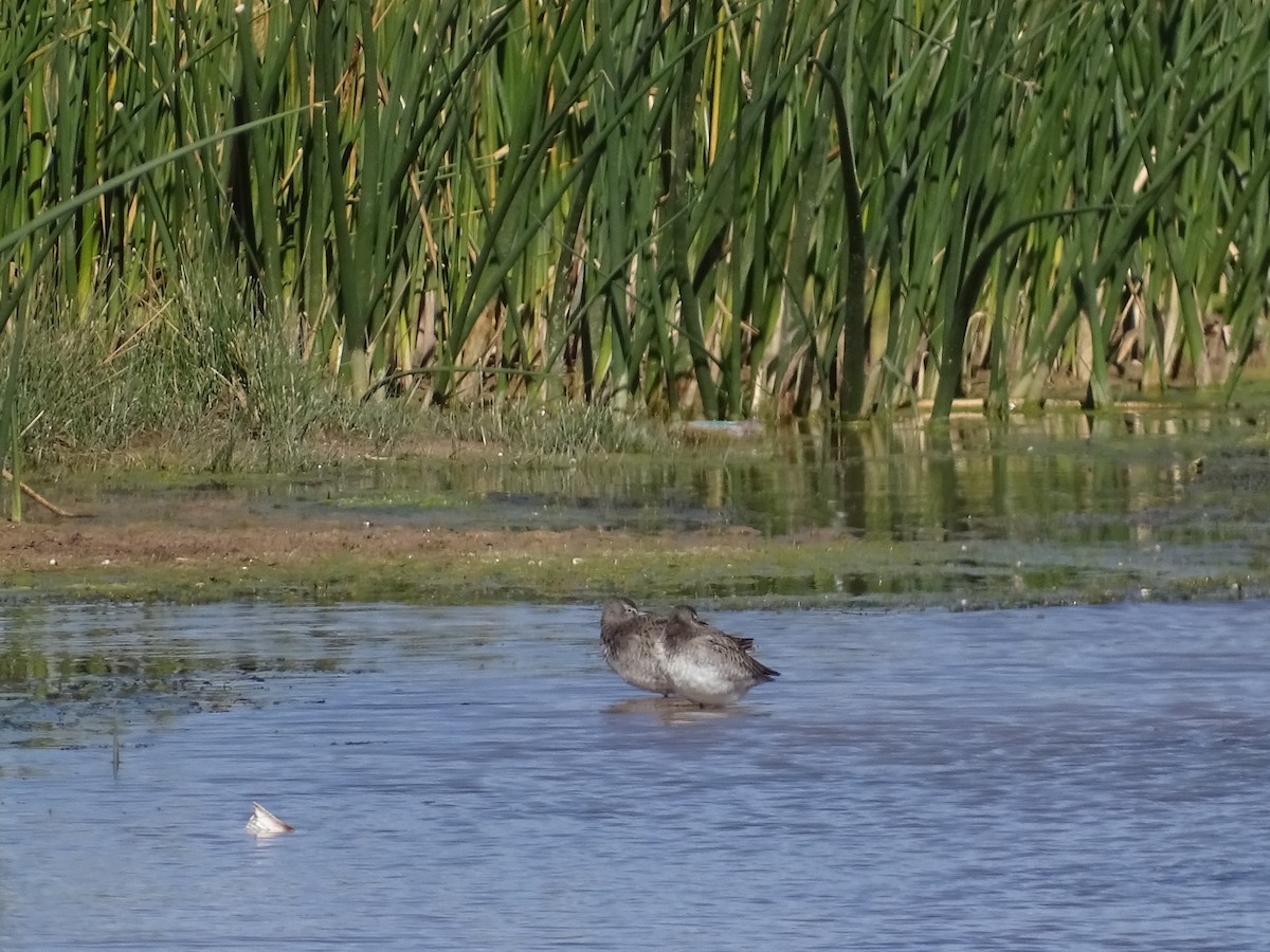 Long-billed Dowitcher - ML377350381