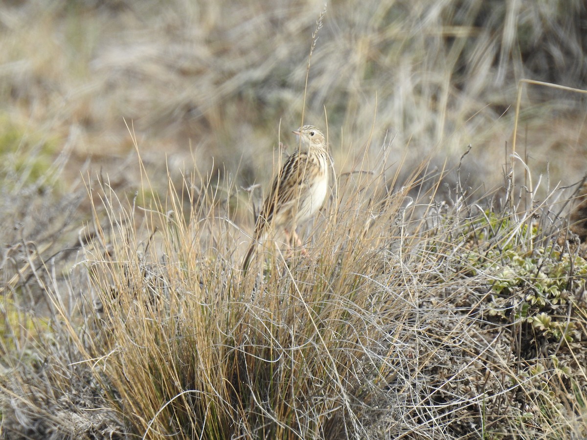 Correndera Pipit - ML377350771