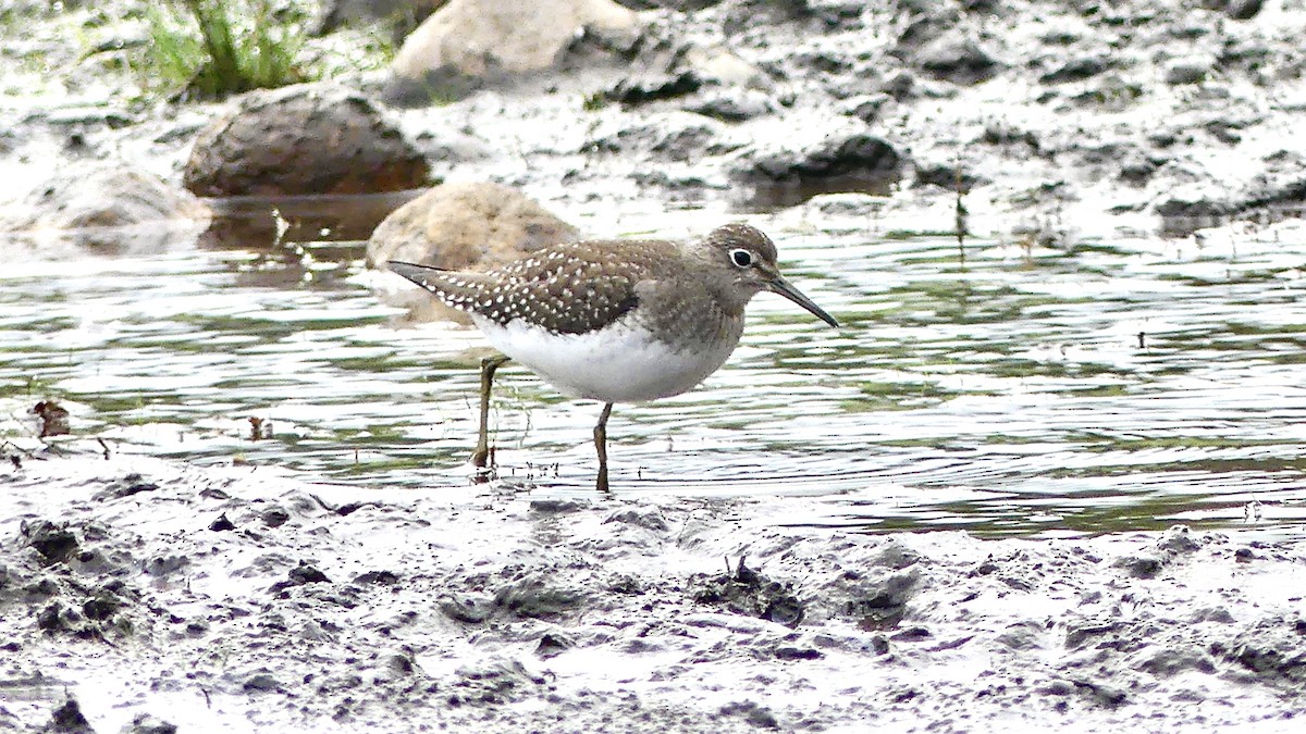 Solitary Sandpiper - ML377351841