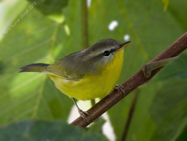 Gray-hooded Warbler - Amit Ghosh