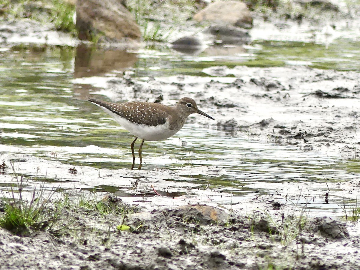 Solitary Sandpiper - ML377352051