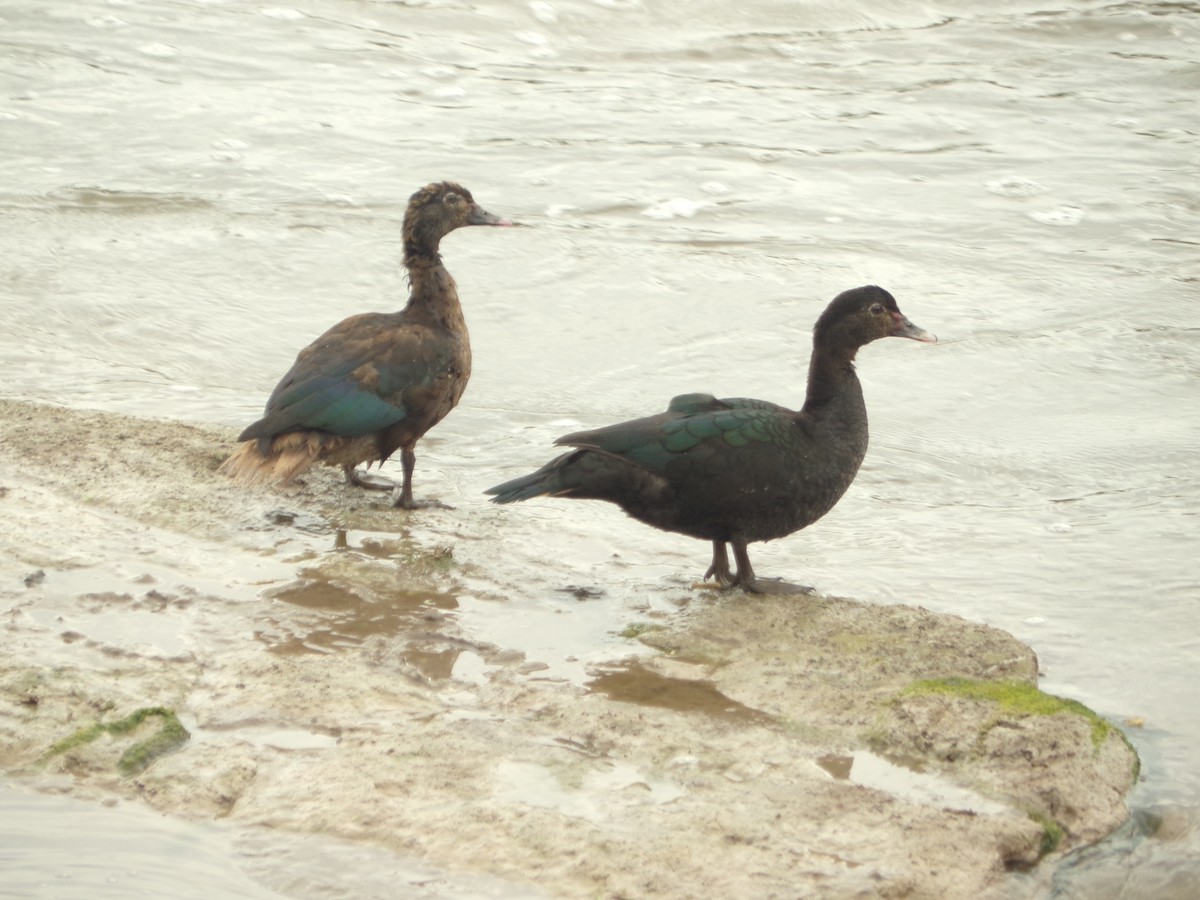 Muscovy Duck - Nazareno Yunes Del Carlo