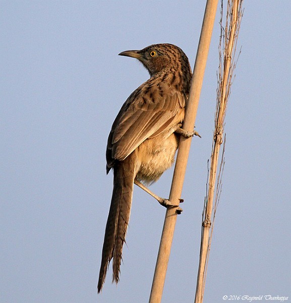 Striated Babbler - Reginold Thankappa