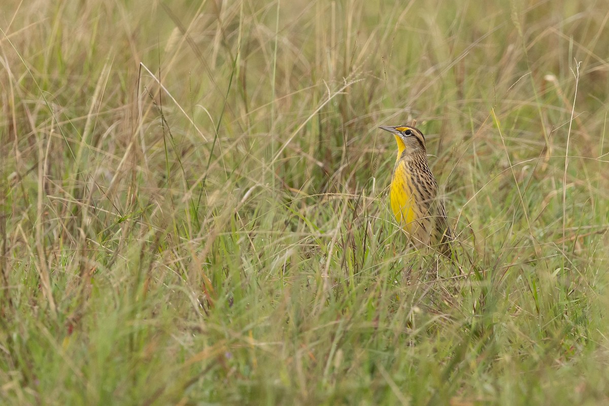 Eastern Meadowlark - ML377353411