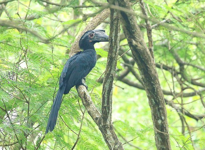 Black Hornbill - ML377353891