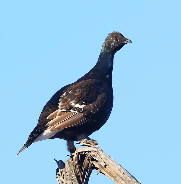 Black Grouse - MA KA WAI, Carrie