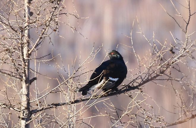 Black Grouse - MA KA WAI, Carrie