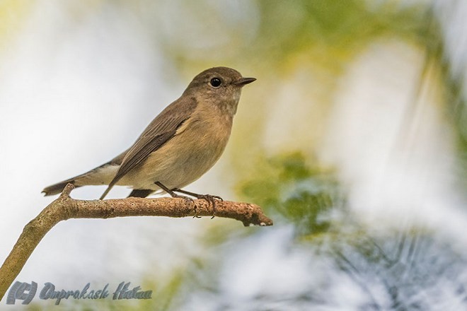 Taiga Flycatcher - ML377354861