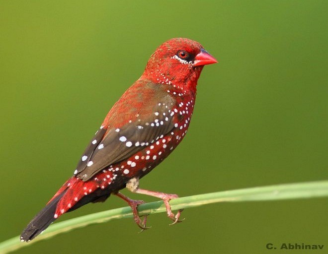 Bengali rouge (amandava/punicea) - ML377356091