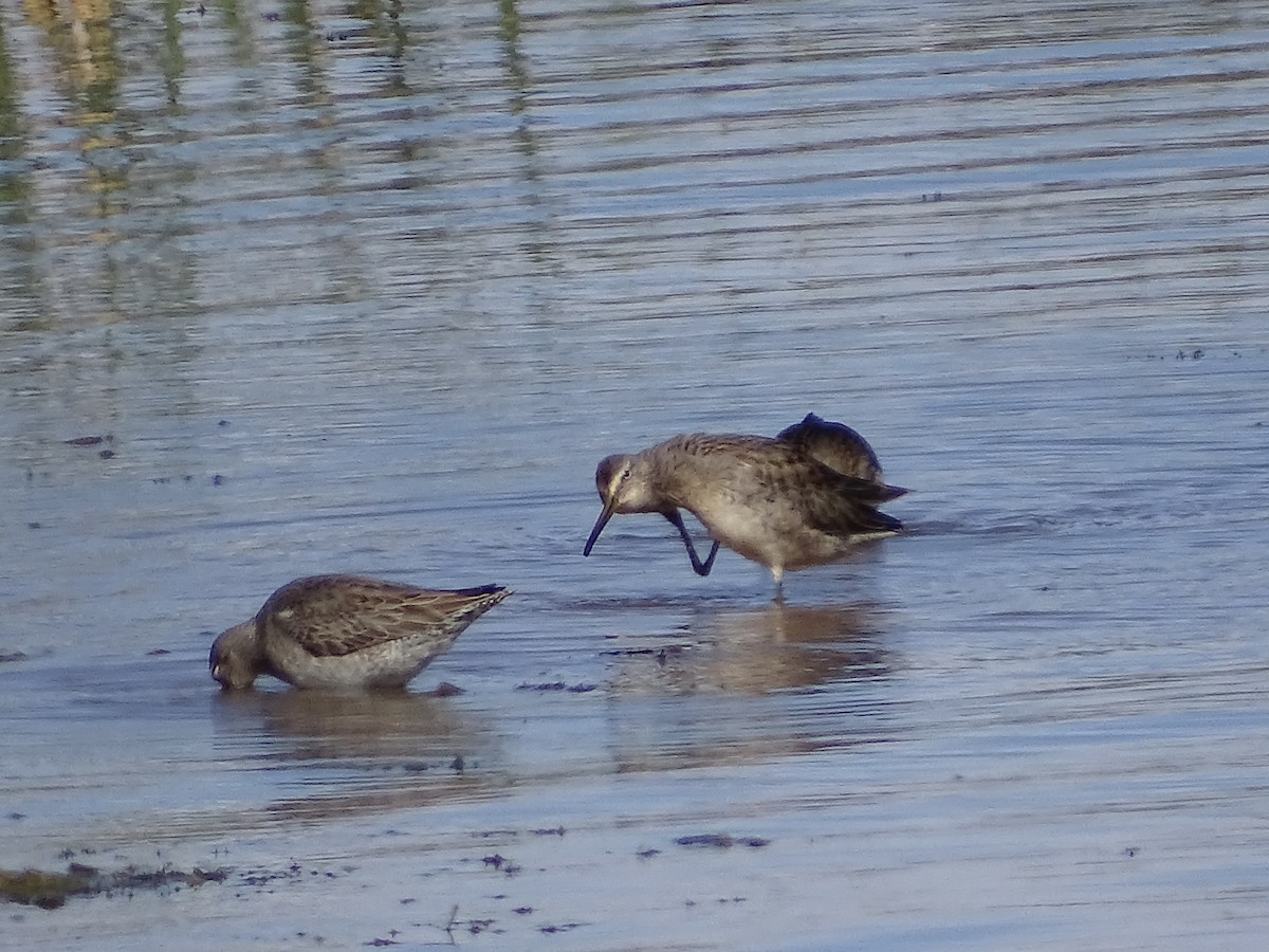 Long-billed Dowitcher - ML377356941