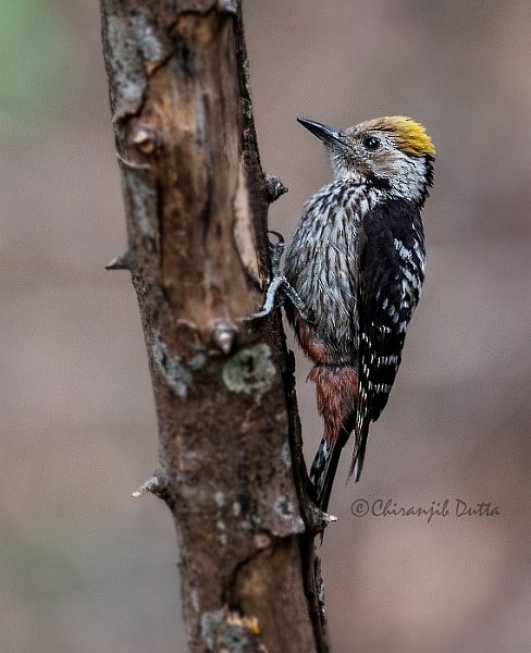 Brown-fronted Woodpecker - Chiranjib Dutta