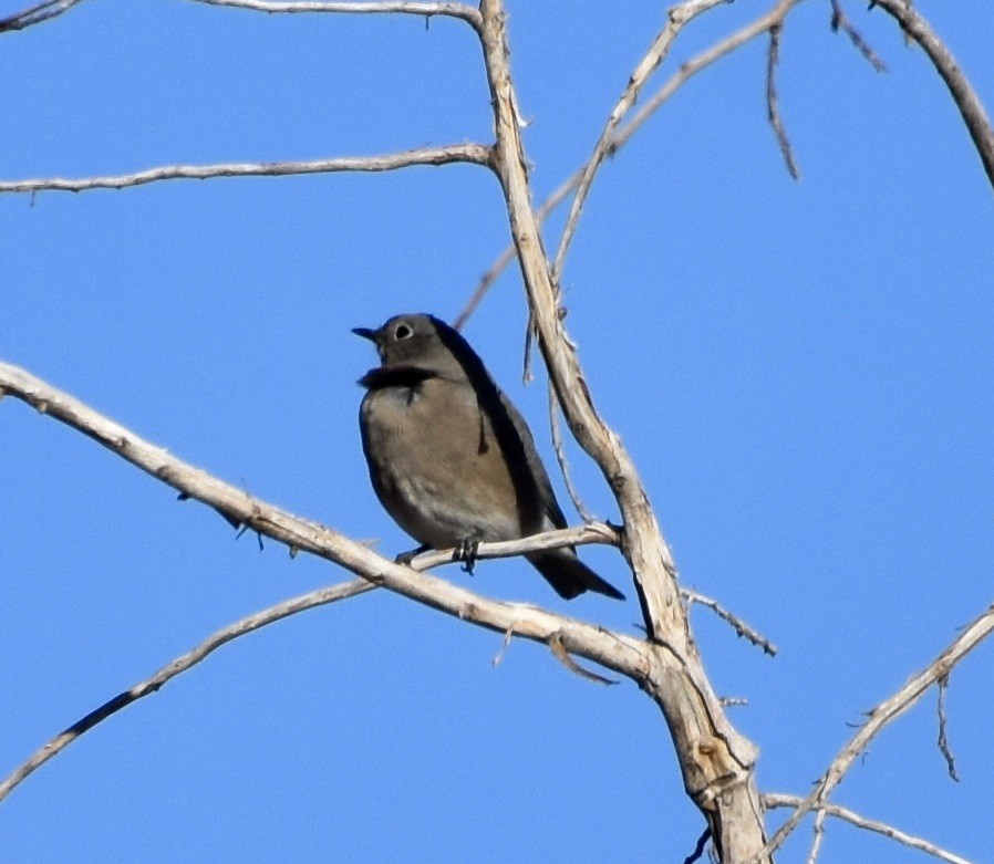 Mountain Bluebird - ML377357651