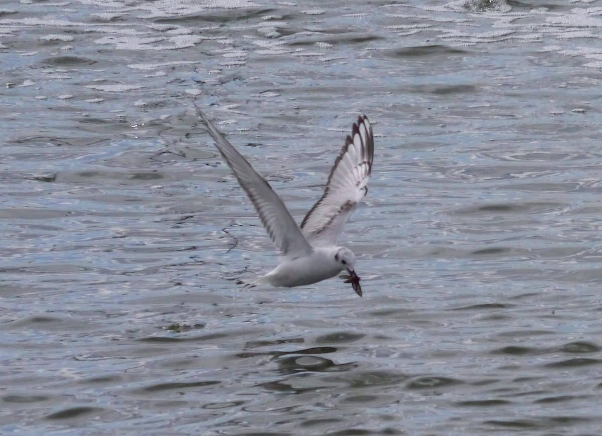 Bonaparte's Gull - ML377357961