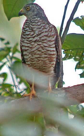 Moluccan Goshawk - ML377359171