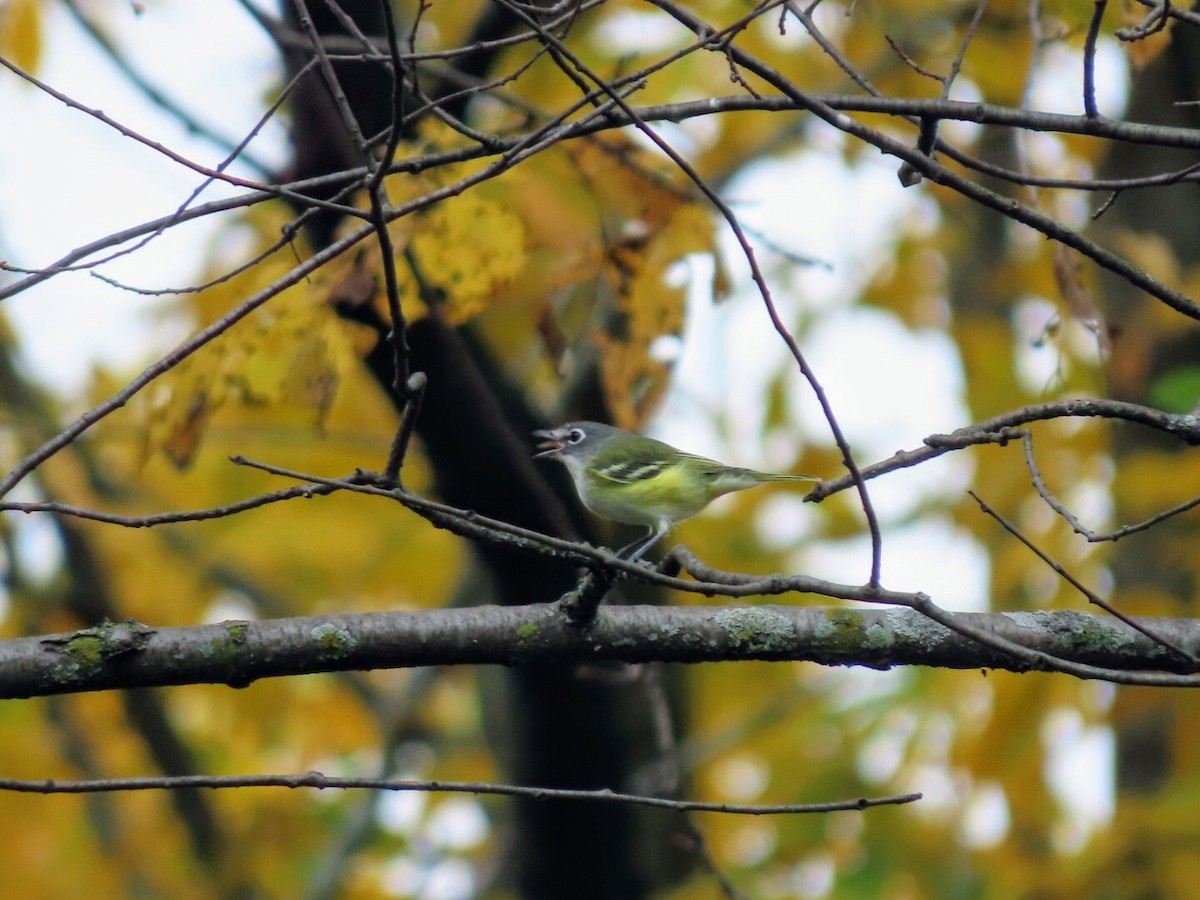 Blue-headed Vireo - ML377359821