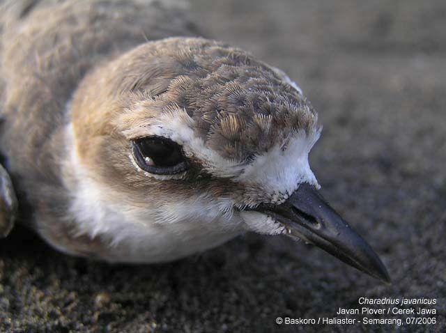 Javan Plover - ML377360211