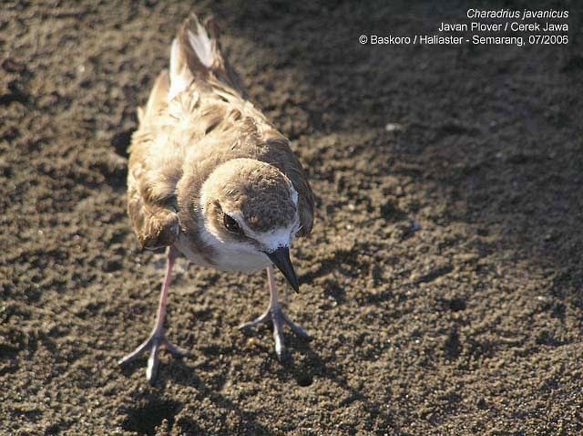 Javan Plover - ML377360231