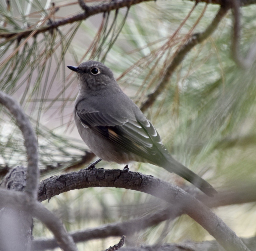 Townsend's Solitaire - ML377360821