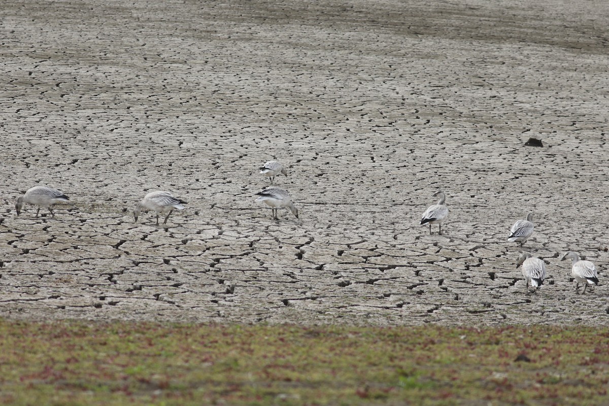 Snow Goose - ML377360871