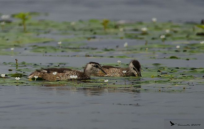Cotton Pygmy-Goose - ML377360971