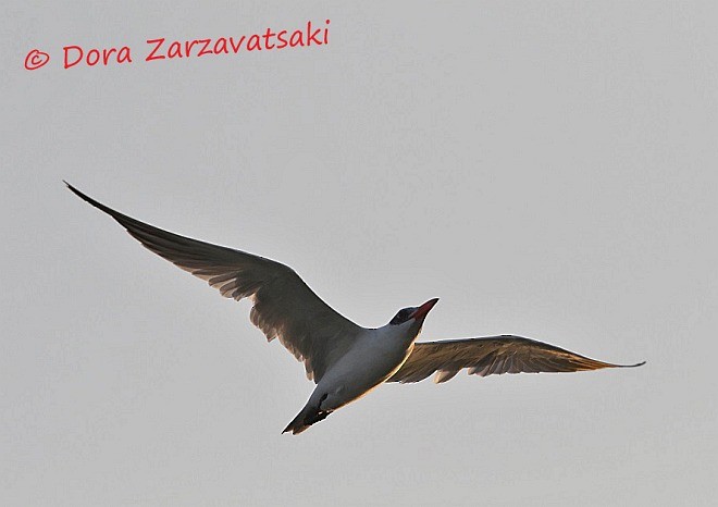 Caspian Tern - Dora  Zarzavatsaki