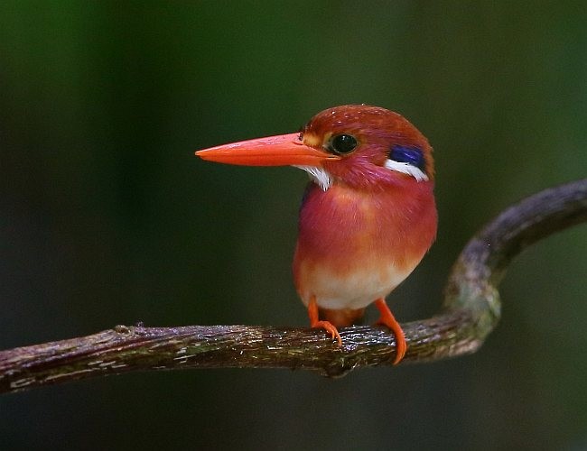 Philippine Dwarf-Kingfisher (Luzon) - Ramon Quisumbing