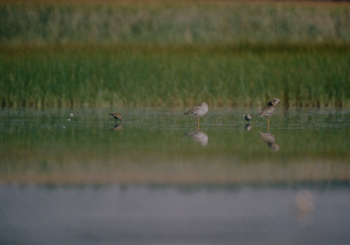 Spotted Redshank - ML37736301
