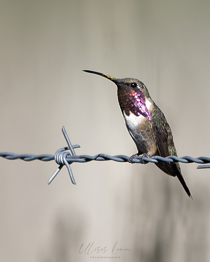 Lucifer Hummingbird - Ulises León Pérez