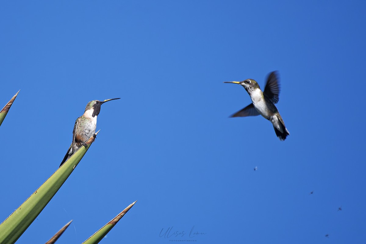 Lucifer Hummingbird - Ulises León Pérez