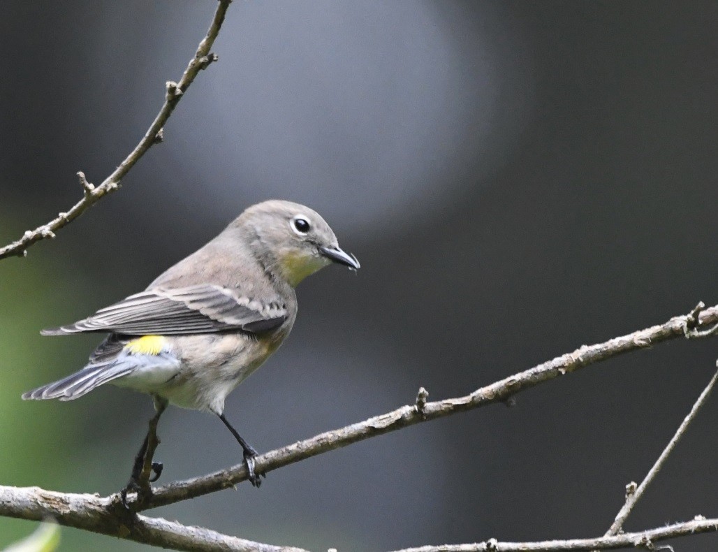 Yellow-rumped Warbler - ML377364311