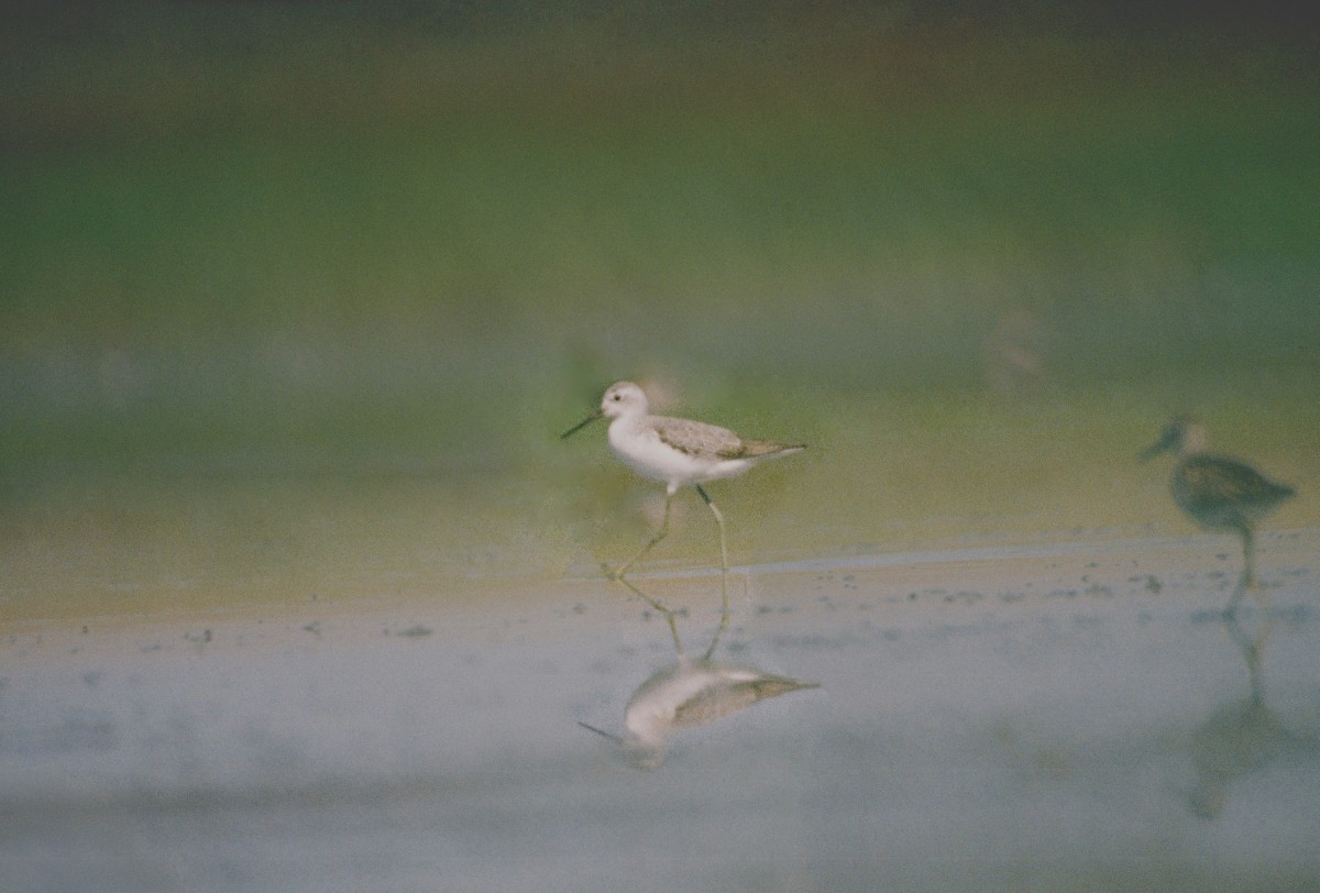 Marsh Sandpiper - ML37736511