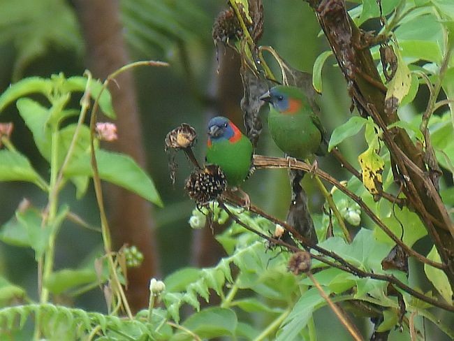 Red-eared Parrotfinch - ML377365451