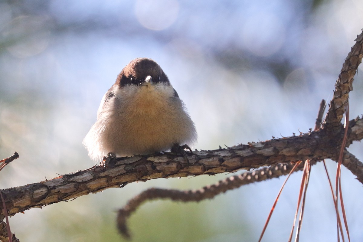 Brown-headed Nuthatch - ML377366041